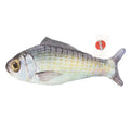 Ethical Pet Fanatic Fish Teaser Wand