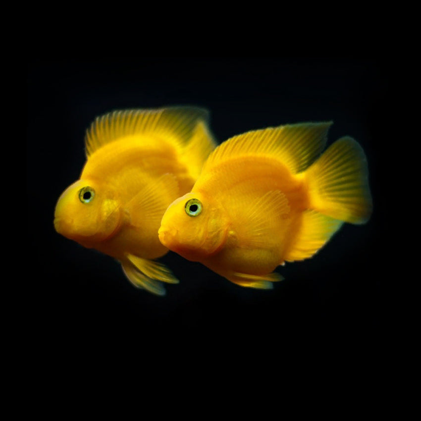 Yellow Parrotfish