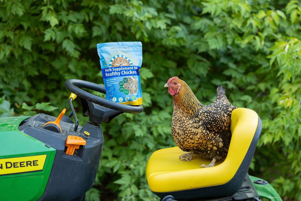 Herb Supplement For Backyard Chickens