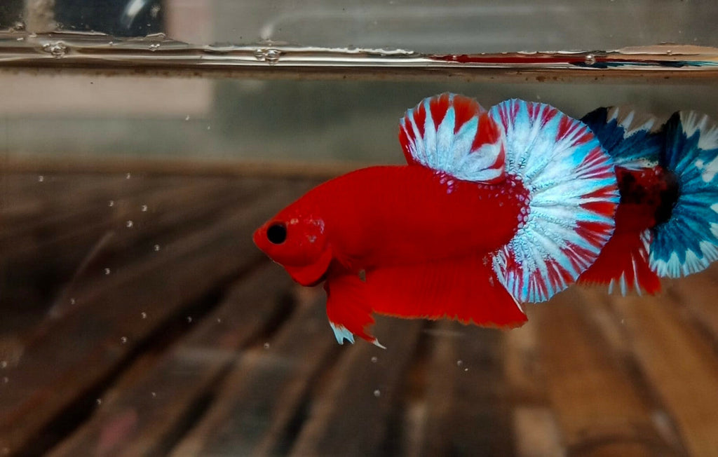 Hellboy Betta (Male)