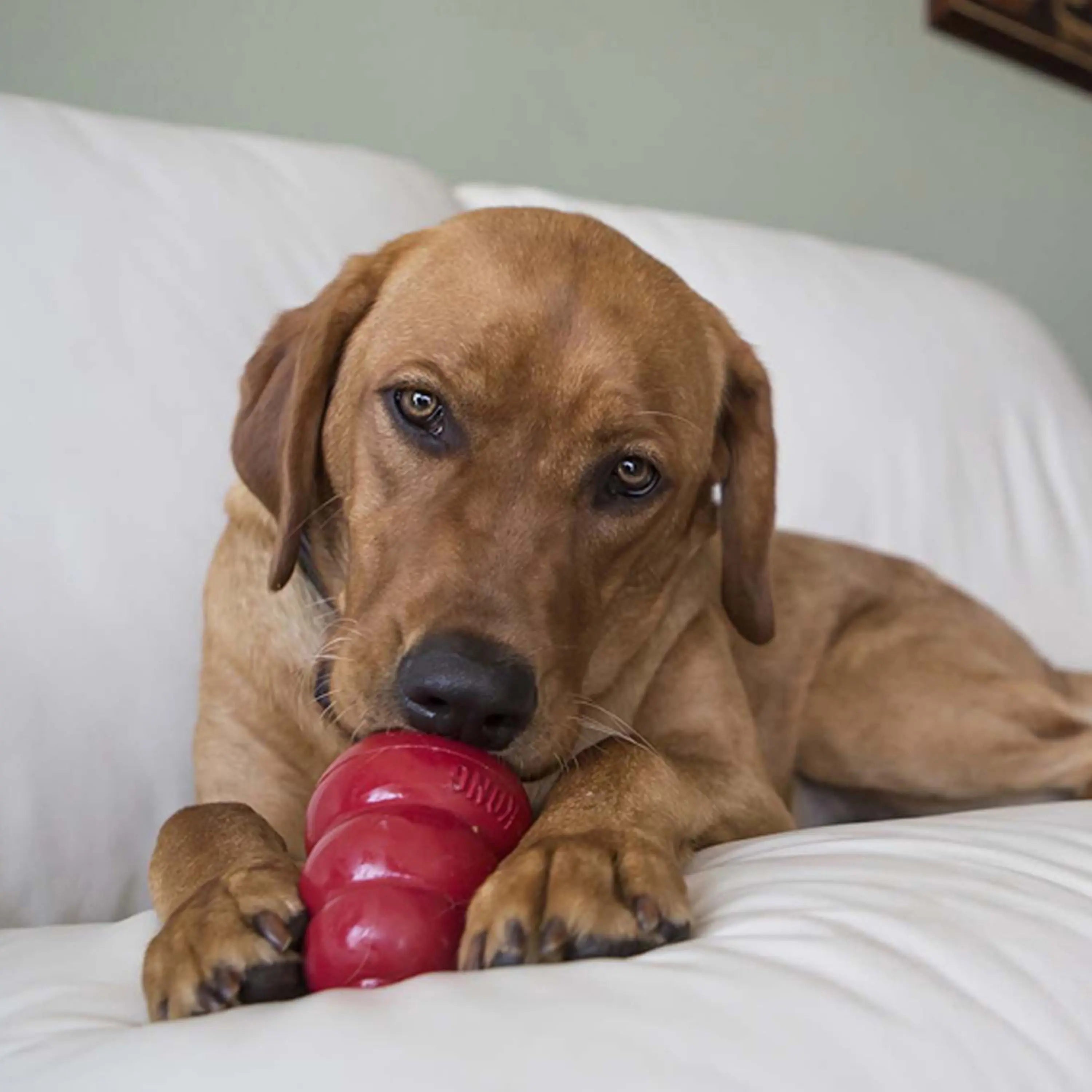 KONG ® Stuff'N Easy Treat® Liver Recipe, 8 Oz