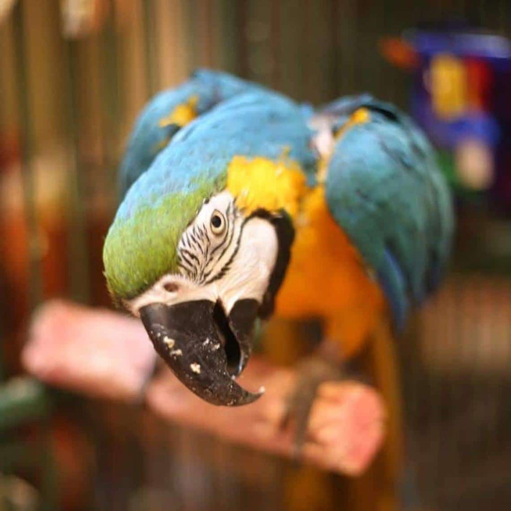 Parrot Food Sample Pack