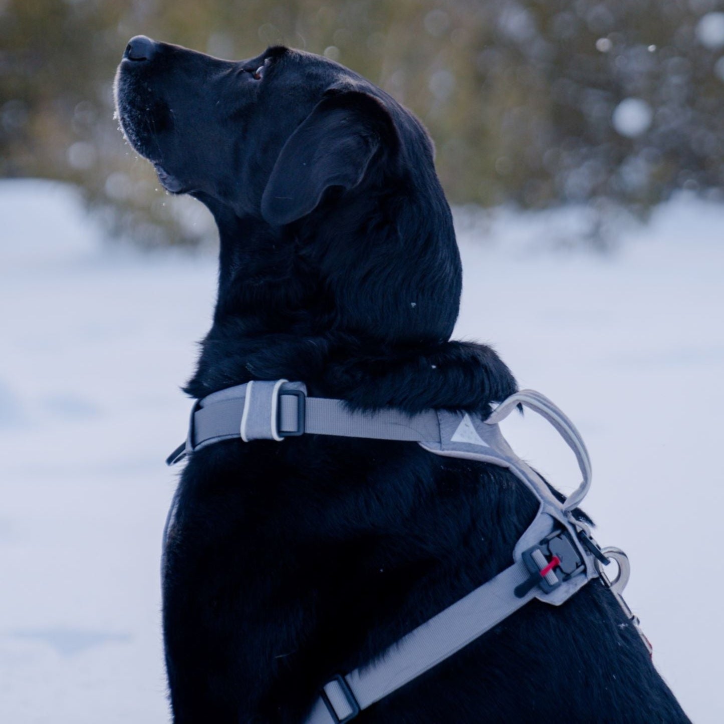 UP DOG Magnetic Dog Harness with Handle (Easy On, No-Pull Design)