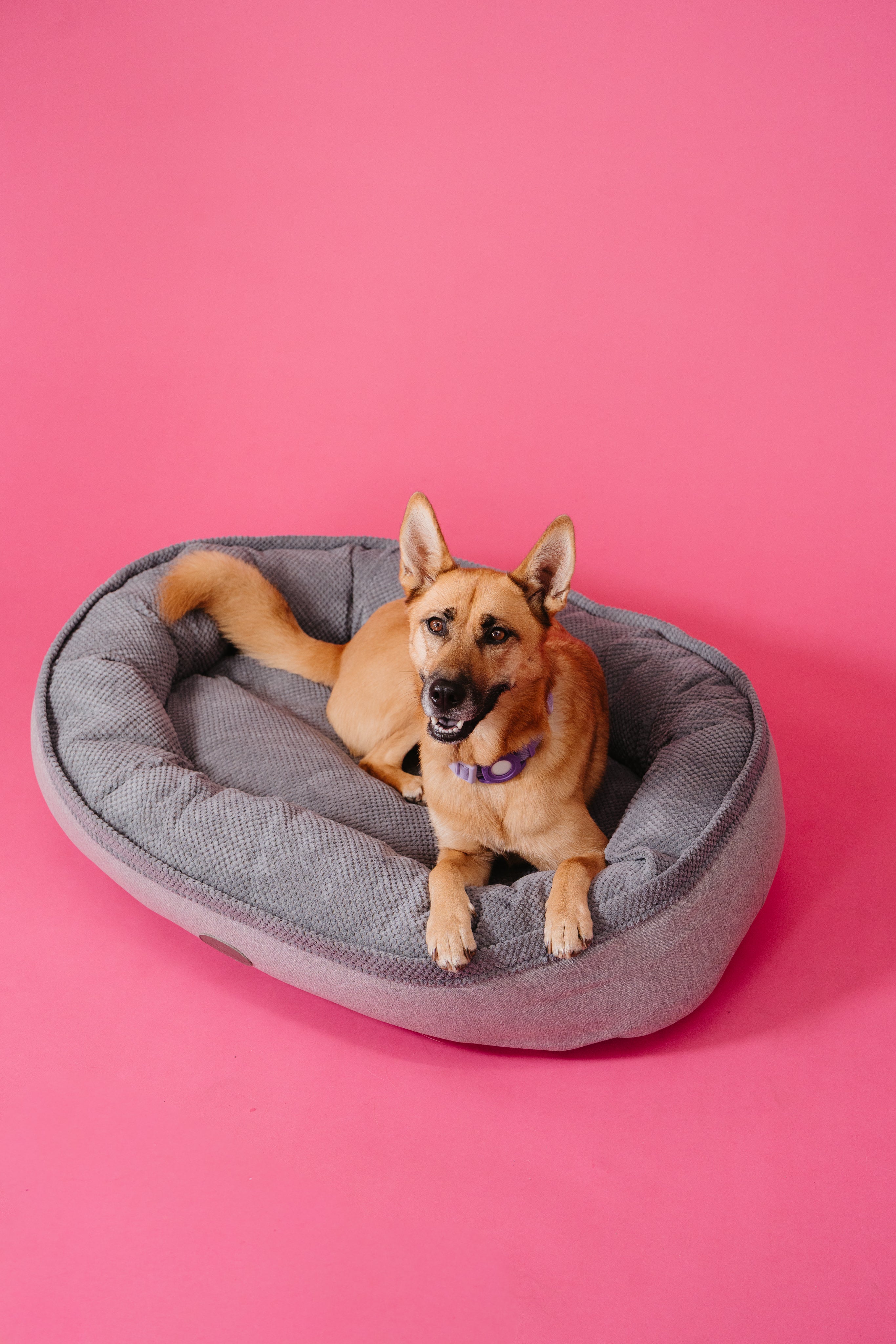 Chester & Lee | Furry Bagel Dog Bed