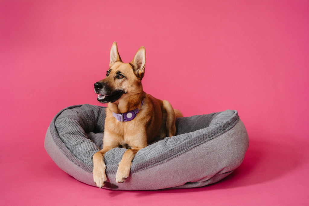 Chester & Lee | Furry Bagel Dog Bed