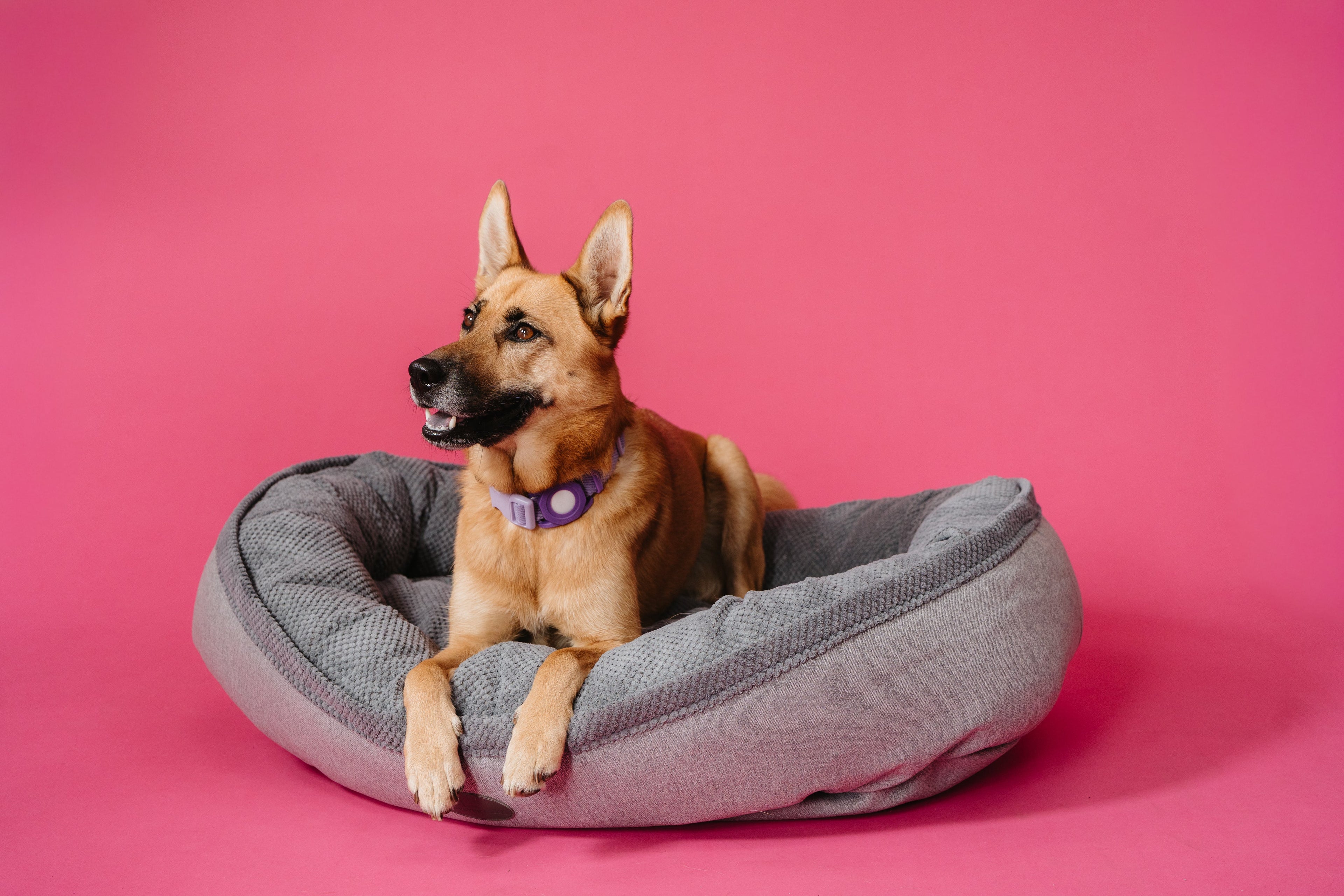 Chester & Lee | Furry Bagel Dog Bed