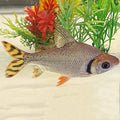 Flagtail Prochilodus