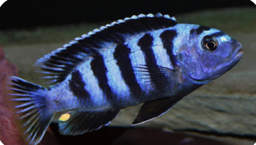 Chindongo saulosi Mbuna German Blood (Juveniles 2"+)