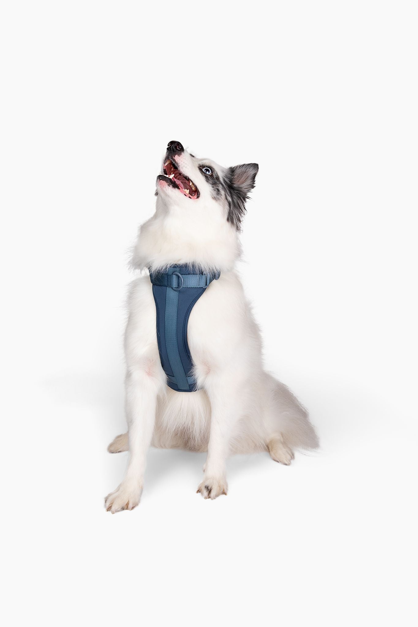 Harness