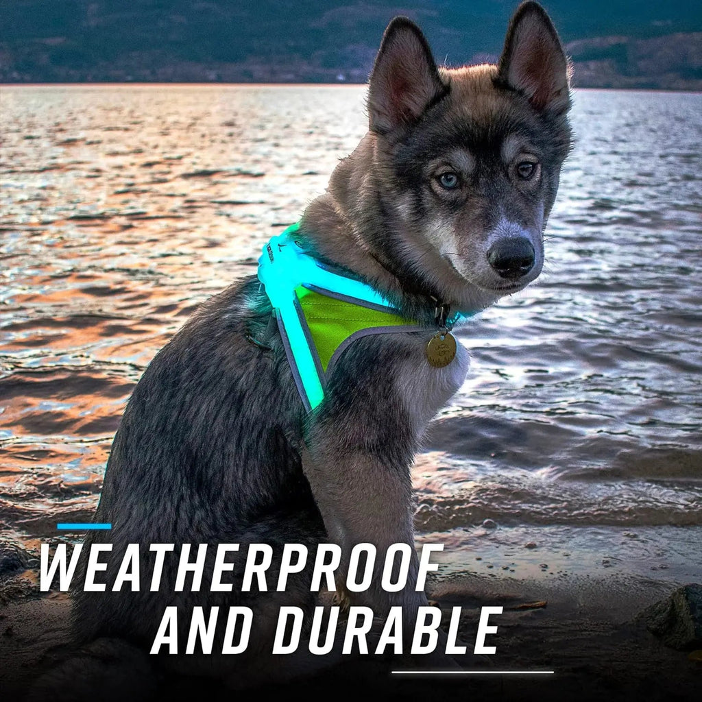 Lighthound LED Light-Up Dog Harness – USB Rechargeable Reflective Adjustable Safety Vest
