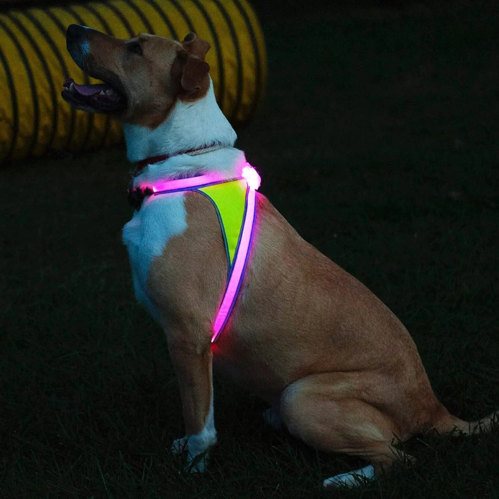 Lighthound LED Light-Up Dog Harness – USB Rechargeable Reflective Adjustable Safety Vest