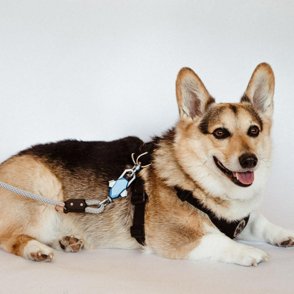 Up Dog Shop Magnetic Dog Leash – Patented One-Hand Connect & Release