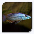 Rock-Dwelling Mbuna Cichli - Compressiceps East African Cichlid (Malawi Eyebiter)