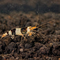 Black & White Shrimp