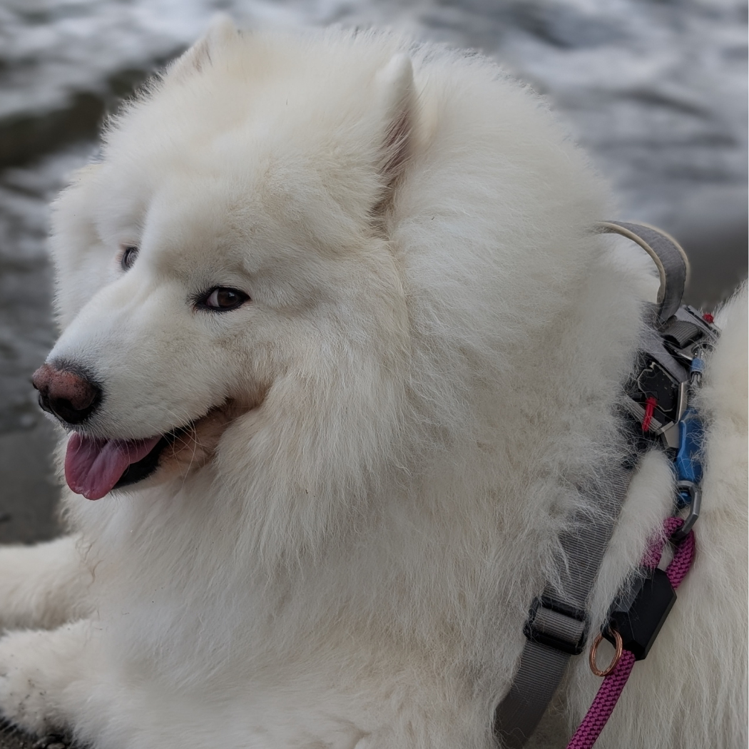 Up Dog Shop Magnetic Dog Leash – Patented One-Hand Connect & Release
