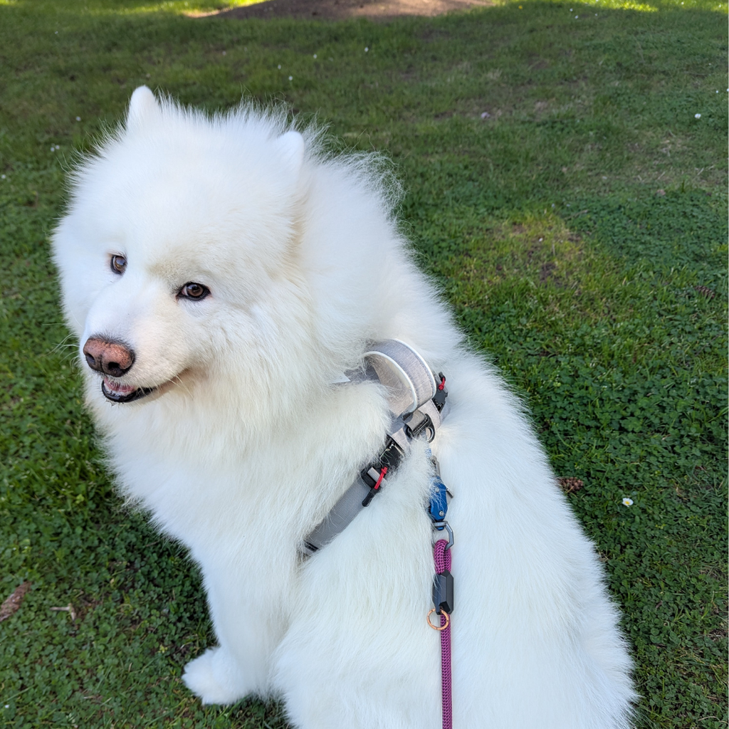 UP DOG Magnetic Dog Harness with Handle (Easy On, No-Pull Design)