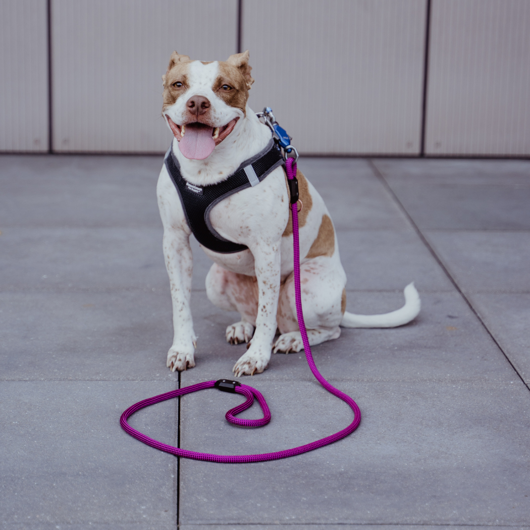 Up Dog Shop Magnetic Dog Leash – Patented One-Hand Connect & Release