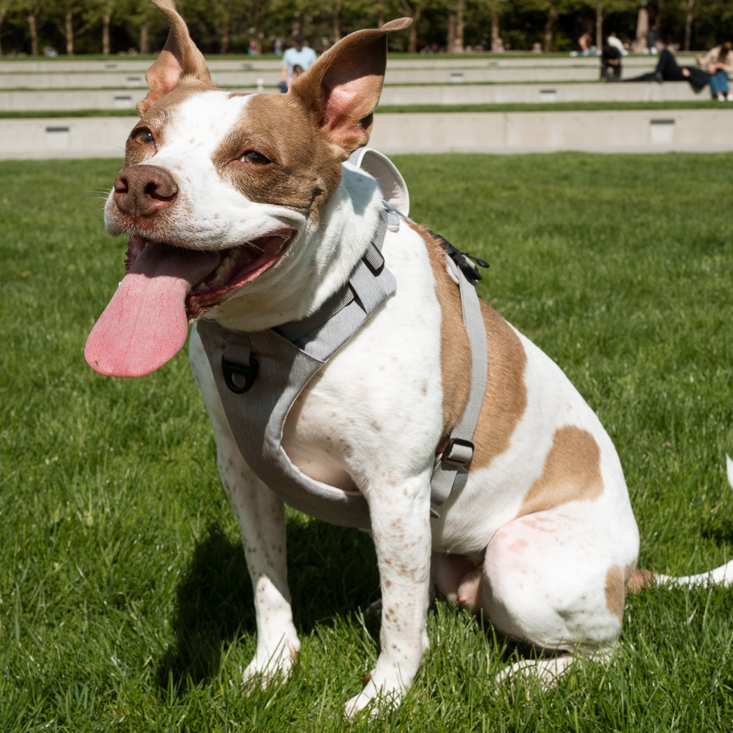 UP DOG Magnetic Dog Harness with Handle (Easy On, No-Pull Design)