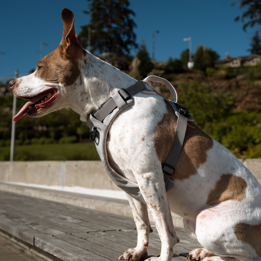 UP DOG Magnetic Dog Harness with Handle (Easy On, No-Pull Design)