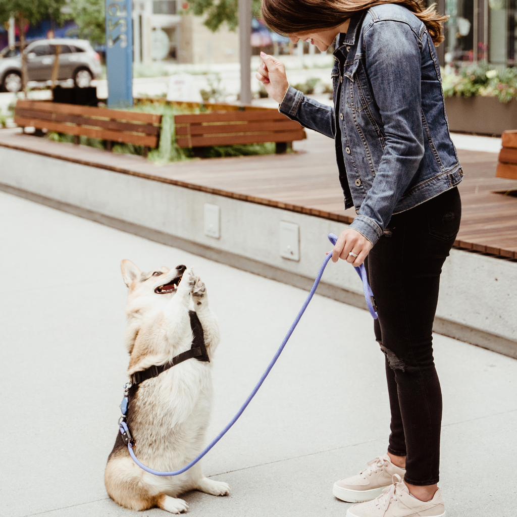 Up Dog Shop Magnetic Dog Leash – Patented One-Hand Connect & Release