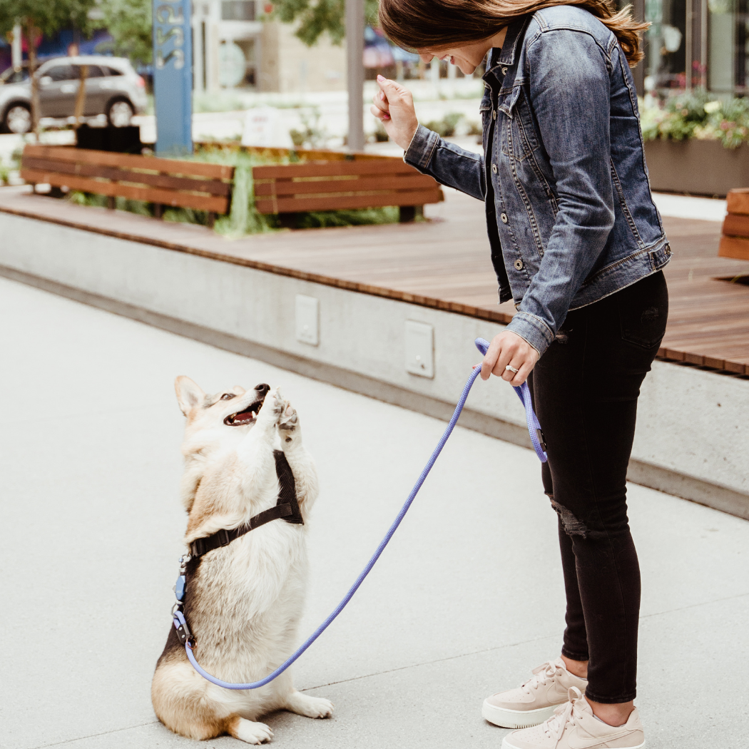 Up Dog Shop Magnetic Dog Leash – Patented One-Hand Connect & Release