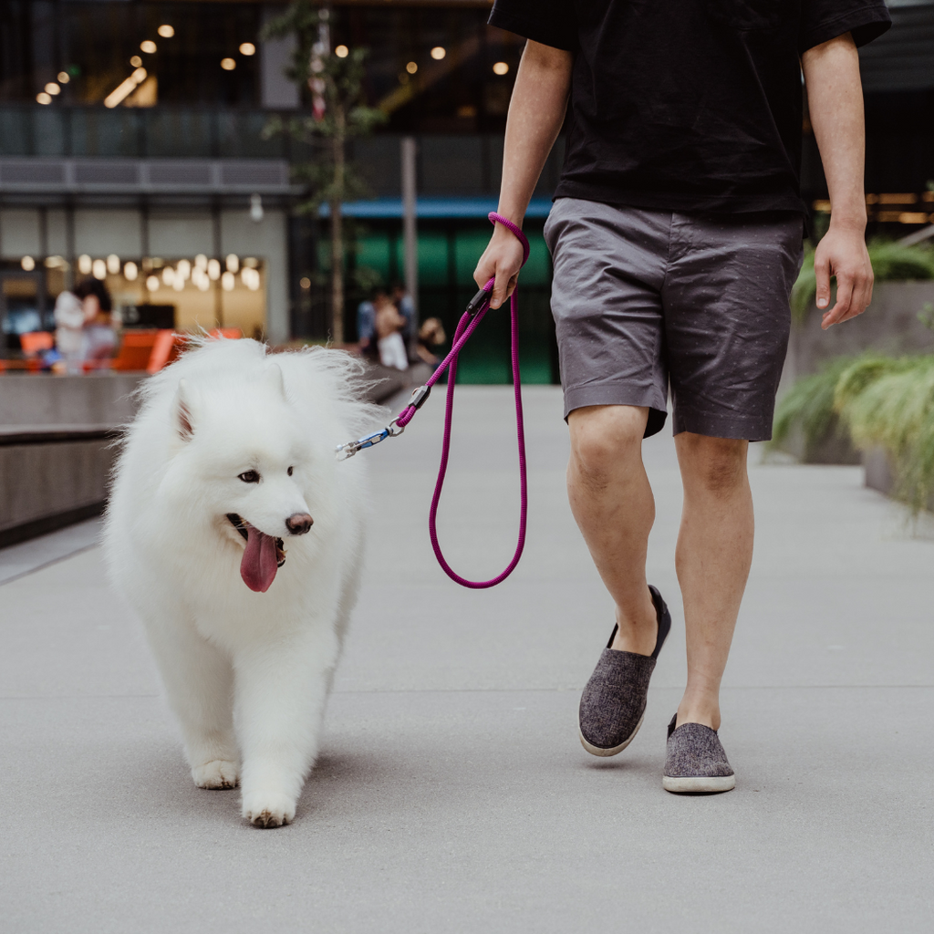 Up Dog Shop Magnetic Dog Leash – Patented One-Hand Connect & Release