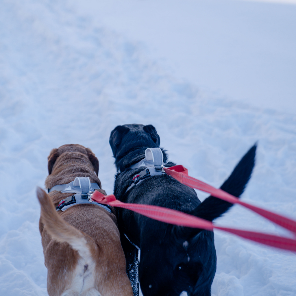 UP DOG Magnetic Dog Harness with Handle (Easy On, No-Pull Design)