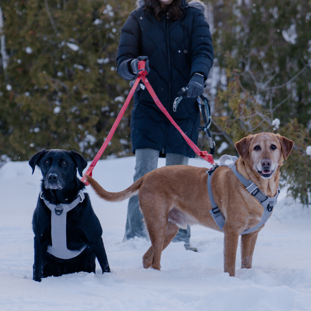 UP DOG Magnetic Dog Harness with Handle (Easy On, No-Pull Design)