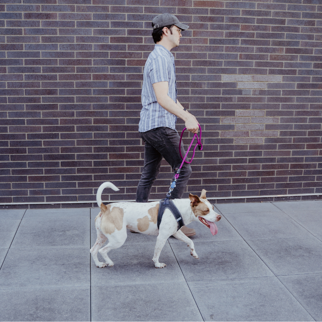Up Dog Shop Magnetic Dog Leash – Patented One-Hand Connect & Release