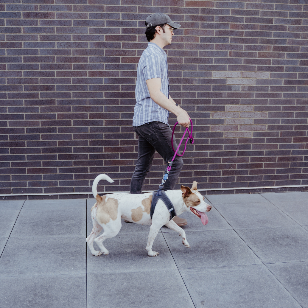 Up Dog Shop Magnetic Dog Leash – Patented One-Hand Connect & Release