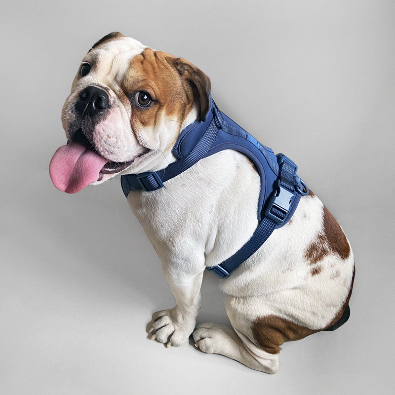 Harness