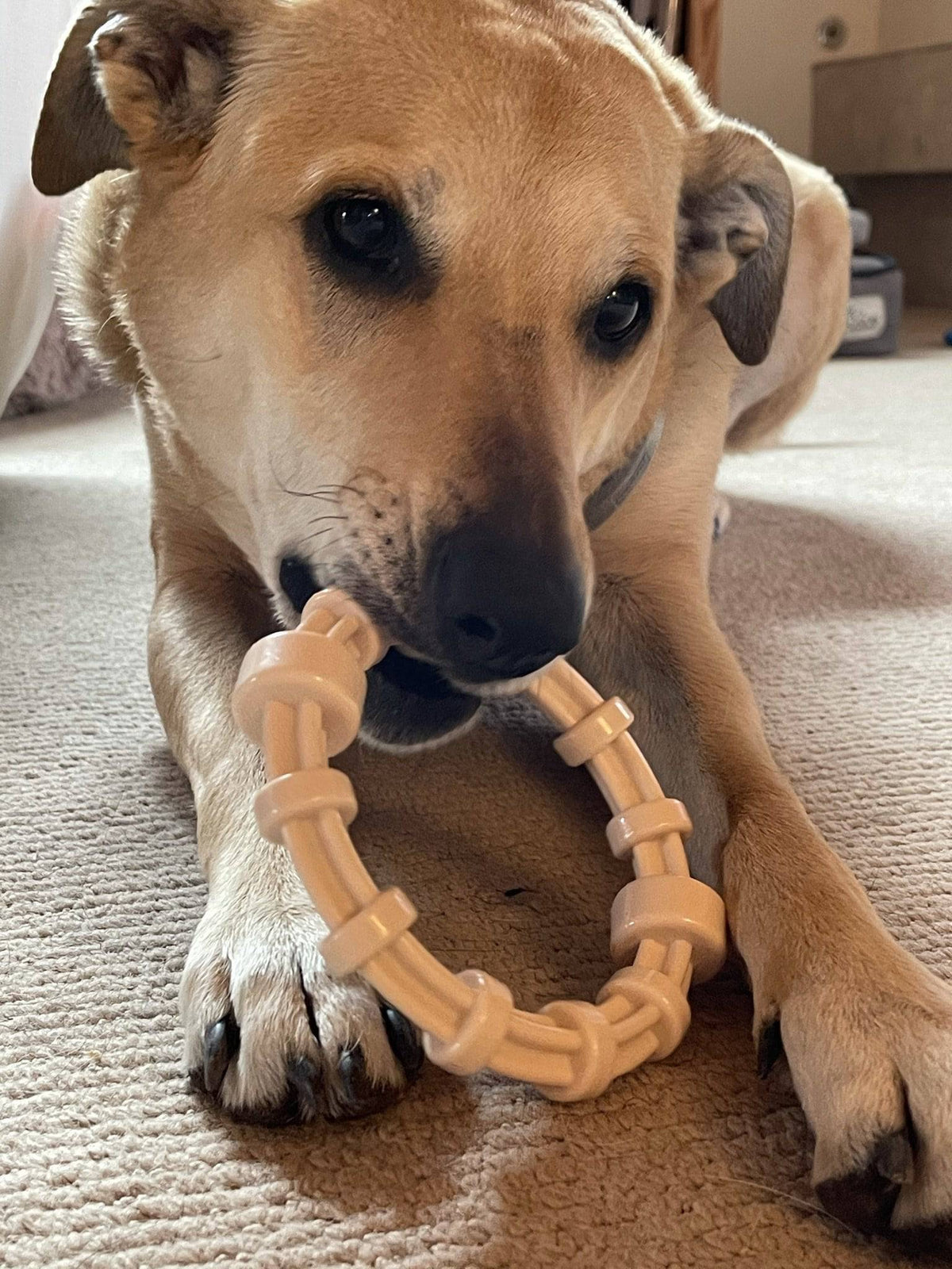 Flavored Teething Rings Chicken Flavored Teething Ring for Puppies & Aggressive Chewers | USA ...