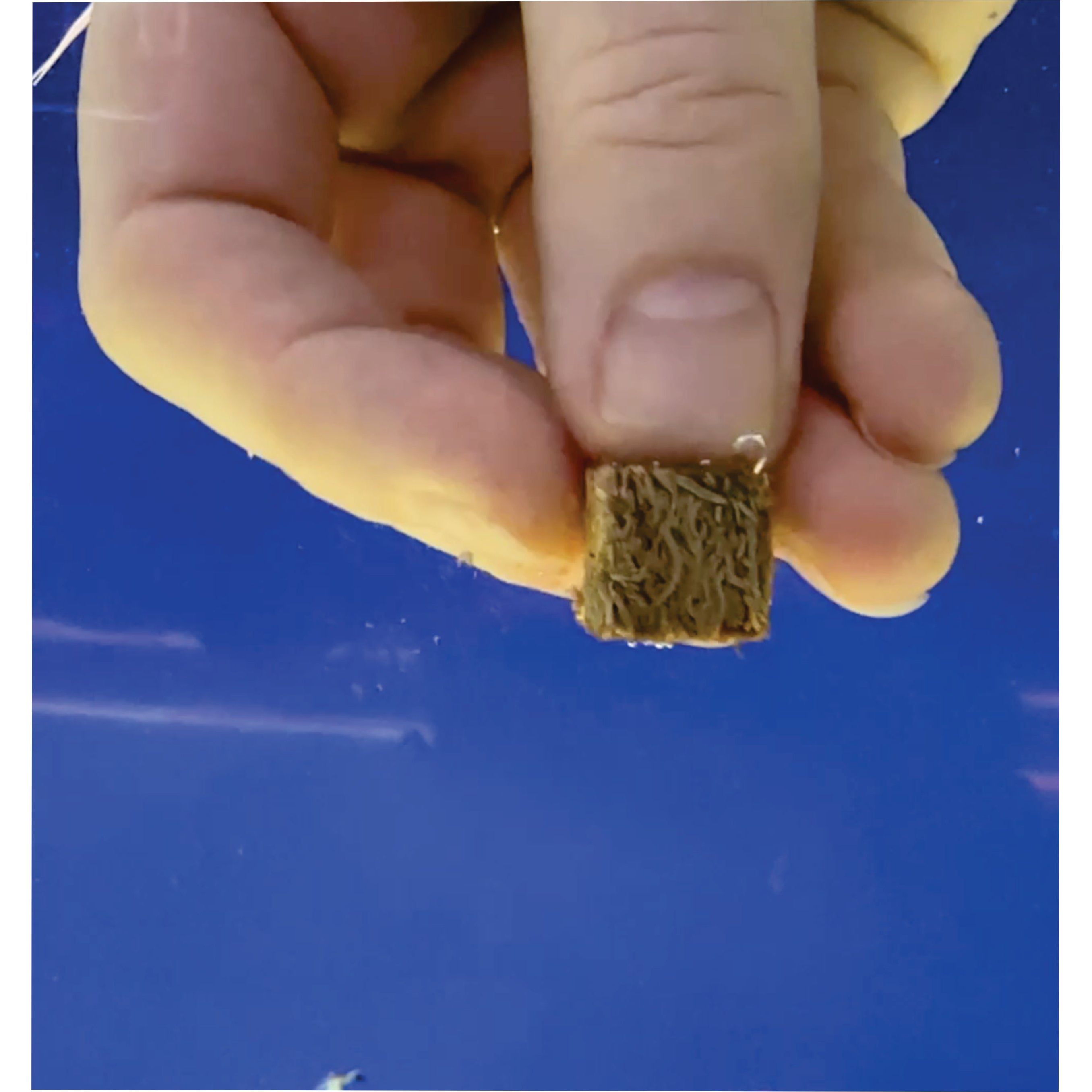 Premium Freeze Dried Blackworms - Color Boost