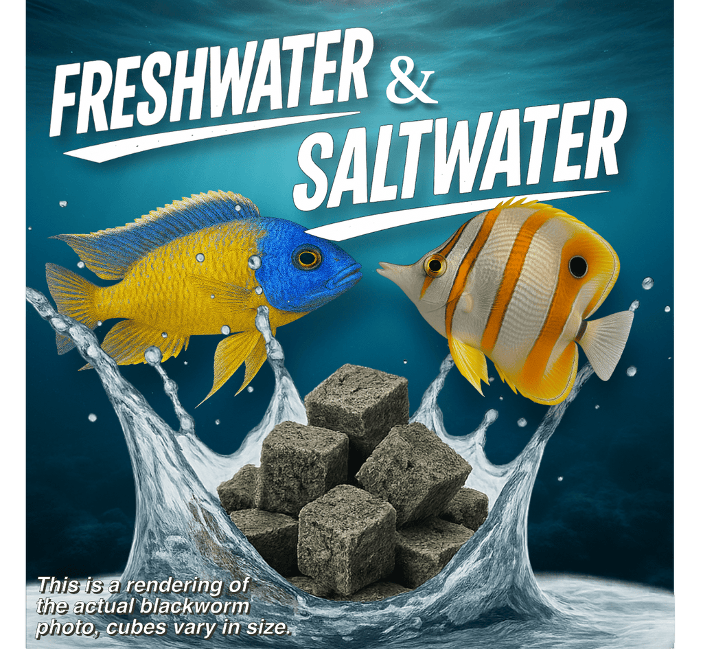 Premium Freeze Dried Blackworms - Spirulina Boost