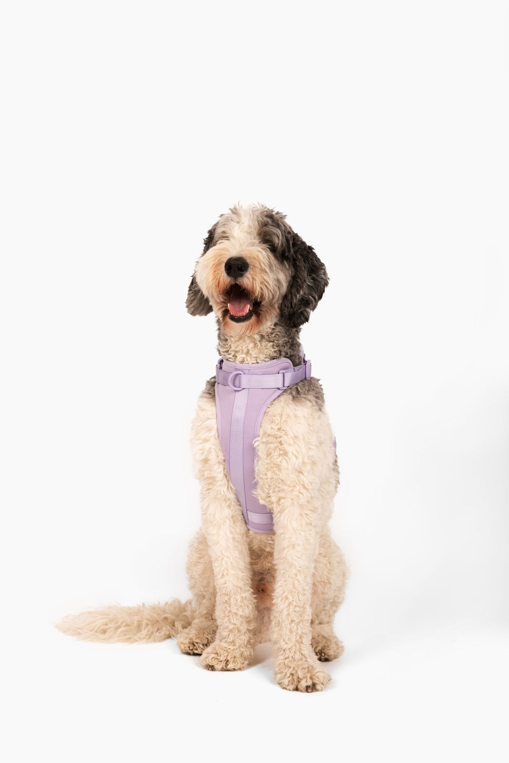 Harness