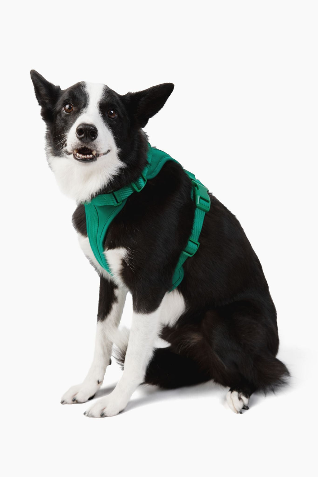 Harness