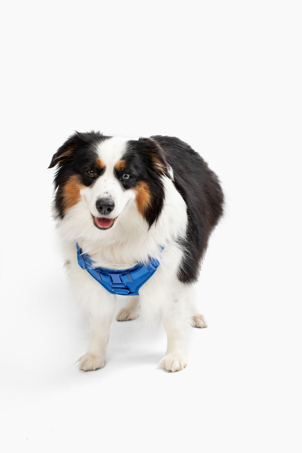 Step In Dog Harness