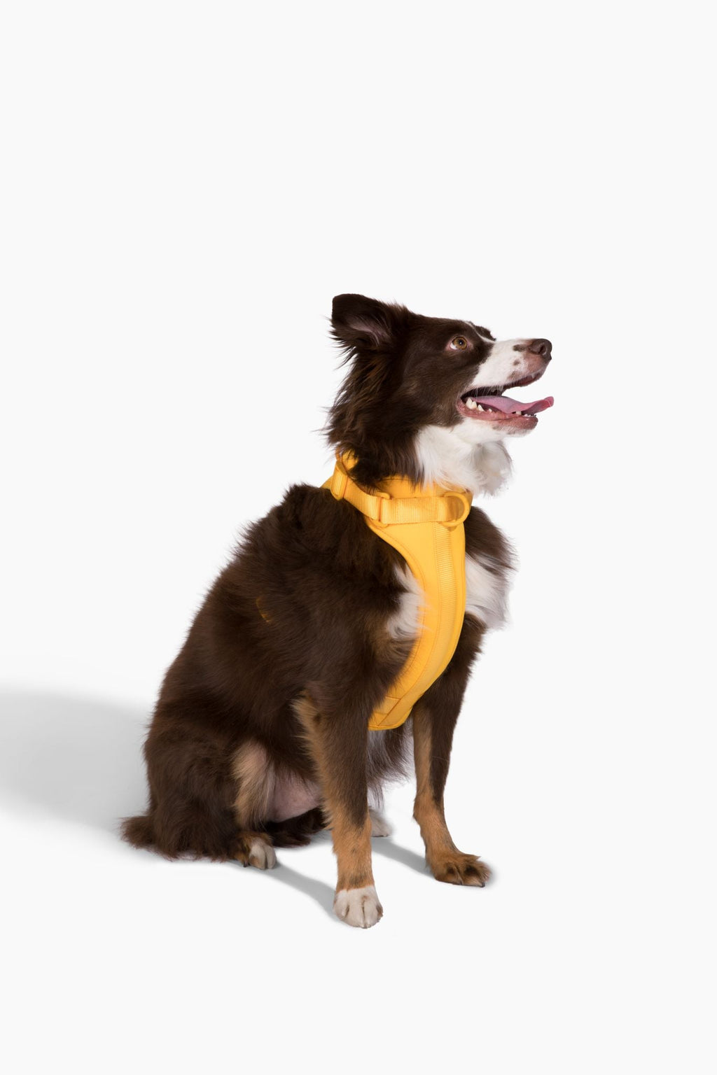 Harness